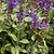 Blue Marvel Salvia | Vego Garden