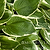 Francee Hosta | Vego Garden