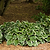 Francee Hosta | Vego Garden