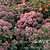 Evolution™ Emerald Ice Sedum