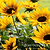 SunBelievable® Brown Eyed Girl Helianthus | Vego Garden