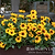 SunBelievable® Brown Eyed Girl Helianthus | Vego Garden