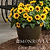 SunBelievable® Brown Eyed Girl Helianthus | Vego Garden