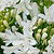 Bridal Veil® Agapanthus | Vego Garden