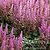 Vision in Pink Astilbe | Vego Garden