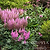 Vision in Pink Astilbe | Vego Garden