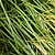 Dwarf Maiden Grass | Vego Garden
