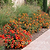 Dwarf Maiden Grass | Vego Garden