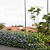 Royal Cape® Plumbago