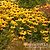 Goldsturm Black-Eyed Susan