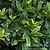 Little Ragu® Sweet Bay | Vego Garden