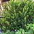 Little Ragu® Sweet Bay | Vego Garden