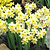 Minnow Daffodil Bulbs | Vego Garden