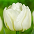 Mount Tacoma Tulip Bulbs | Vego Garden