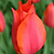 Orange Cassini Tulip Bulbs | Vego Garden