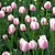 Jacuzzi Tulip Bulbs | Vego Garden