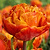 Gudoshnik Double Tulip Bulbs | Vego Garden