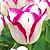 Hotpants Tulip Bulbs | Vego Garden