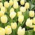 Francoise Tulip Bulbs | Vego Garden