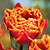 Crystal Beauty Tulip Bulbs | Vego Garden