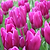 Kansas Proud Tulip Bulbs | Vego Garden