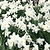 Stainless Daffodil Bulbs| Vego Garden