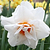 Replete Pink Daffodil Bulbs | Vego Garden