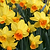 Golden Dawn Daffodil Bulbs