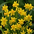 Yellow Sailboat Daffodil Bulbs | Vego Garden