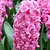 Pink Pearl Hyacinth Bulbs | Vego Garden