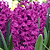 Woodstock Hyacinth Bulbs | Vego Garden