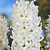Aiolos Hyacinth Bulbs | Vego Garden