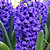 Blue Jacket Hyacinth Bulbs