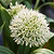 Ivory Queen Allium Bulbs | Vego Garden