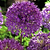 Purple Sensation Allium Bulbs | Vego Garden