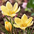Romance Crocus Bulbs | Vego Garden