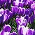 Remembrance Crocus Bulbs | Vego Garden