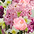Blushing Ballerina Bulb Mix | Vego Garden