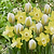 Hello Sunshine Bulb Mix