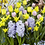 Springtime Bliss Bulb Mix | Vego Garden