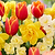 Showstopper Bulb Mix
