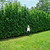 American Pillar Thuja | Vego Garden