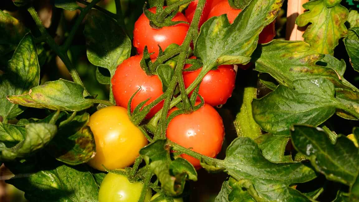 A Smart Tool to Calculate the Perfect Planting Time