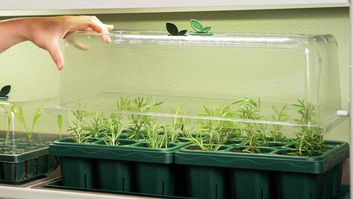 Add Soil & Seeds