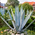 Agave Americana | Vego Garden