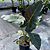 Mayan Mask Alocasia | Vego Garden