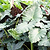 Mayan Mask Alocasia | Vego Garden