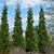 American Pillar Thuja | Vego Garden