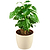 Arabica Coffee Plant