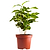 Arabica Coffee Plant